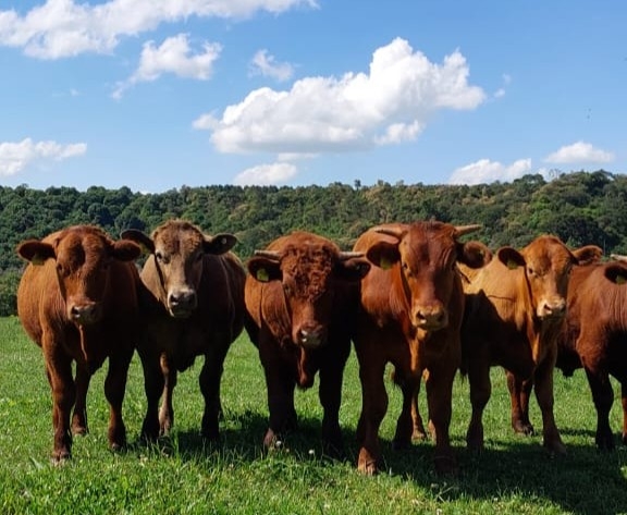 Imagem da página inicial da Conferência